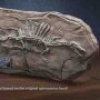 Prehistoric Creatures: Spinosaurus Fossil Wonders Of Wild Series