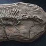 Spinosaurus Fossil Wonders Of Wild Series