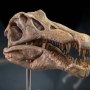 Spinosaurus Head Skull Wonders Of Wild Series