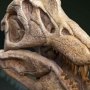 Spinosaurus Head Skull Wonders Of Wild Series