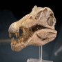 Spinosaurus Head Skull Wonders Of Wild Series