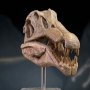 Spinosaurus Head Skull Wonders Of Wild Series