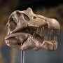 Spinosaurus Head Skull Wonders Of Wild Series