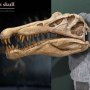 Spinosaurus Head Skull Wonders Of Wild Series