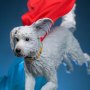 Superman & Krypto