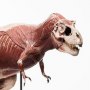 T-Rex Anatomy