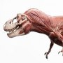 T-Rex Anatomy