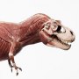 T-Rex Anatomy