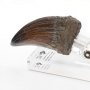 Jurassic Park: T-Rex Hand Claw ECC Line