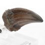 T-Rex Hand Claw ECC Line