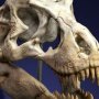 T-Rex Head Skull Wonders Of Wild Series