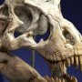 T-Rex Head Skull Wonders Of Wild Series