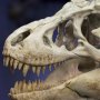 T-Rex Head Skull Wonders Of Wild Series