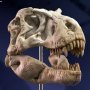 T-Rex Head Skull Wonders Of Wild Series