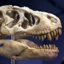 T-Rex Head Skull Wonders Of Wild Series