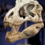 T-Rex Head Skull Wonders Of Wild Series