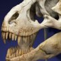 T-Rex Head Skull Wonders Of Wild Series