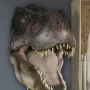 T-Rex Head Closed Mouth