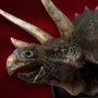 Triceratops