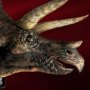 Triceratops