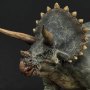 Triceratops