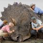 Triceratops Diorama Deluxe