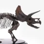 Triceratops Fossil Skeleton Bronze