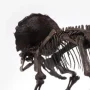 Triceratops Fossil Skeleton Bronze
