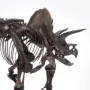 Triceratops Fossil Skeleton Bronze
