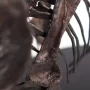 Triceratops Fossil Skeleton Bronze