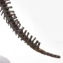 Triceratops Fossil Skeleton Bronze
