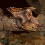 Triceratops (Sideshow)