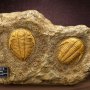 Trilobites Frame & Fossil Wonders Of Wild Series Deluxe