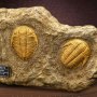 Trilobites Frame & Fossil Wonders Of Wild Series Deluxe