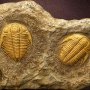 Trilobites Frame & Fossil Wonders Of Wild Series Deluxe
