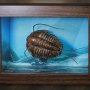 Trilobites Frame & Fossil Wonders Of Wild Series Deluxe