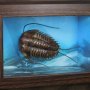 Trilobites Frame Wonders Of Wild Series