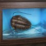Trilobites Frame & Fossil Wonders Of Wild Series Deluxe