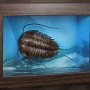 Trilobites Frame Wonders Of Wild Series