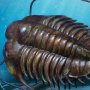 Trilobites Frame Wonders Of Wild Series