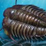 Trilobites Frame & Fossil Wonders Of Wild Series Deluxe
