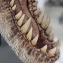 Tyrannosaurus Rex Head