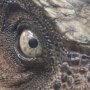 Tyrannosaurus Rex Head