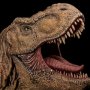 Tyrannosaurus Rex Wall Mounted With Display Stand