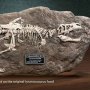 Tyrannosaurus Rex Fossil Wonders Of Wild Series