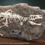 Prehistoric Creatures: Tyrannosaurus Rex Fossil Wonders Of Wild Series