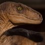 Velociraptor