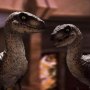 Velociraptor Closed Mouth