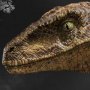 Velociraptor Closed Mouth