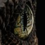 Velociraptor Eye Screen-Used SWS